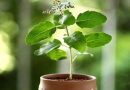 Plant In Pot : ઠંડીમાં તુલસીનો છોડ સુકાઈ જાય છે ? આ ટીપ્સ અપનાવો છોડ રહેશે લીલોછમ