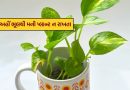 Vastu Tips : ઘરમાં આ ત્રણ જગ્યાએ ભૂલથી પણ મની પ્લાન્ટ ન રાખતા, થશે મોટું નુકસાન!
