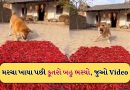 હવે, હસવું રોકી બતાવો! કૂતરાંએ ખાધા લાલ મરચા, પછી થઈ જોયા જેવી, Video જોઈને હસી હસીને લોટ પોટ થશો