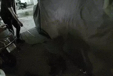 વડોદરામાં ફરી મગરની દહેશત: પકડવાનો પ્રયાસ કર્યો તો કાર નીચે છુપાયો, ભારે જહેમત બાદ રેસ્ક્યૂ