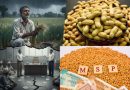 ટેકાના ભાવે મગફળી સહિતના પાકો ખરીદવાની સરકારની જાહેરાત, જાણો કઈ તારીખે શરુ થશે