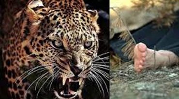 વાડીના કૂવા પાસે સ્નાન કરી રહેલી મહિલા પર દીપડો ત્રાટક્યો