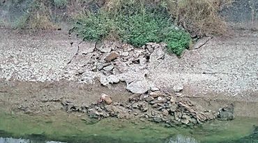 ધ્રાંગધ્રા-કુડા નજીક પસાર થતી બ્રાંચ કેનાલ ઝાડી-ઝાંખરાંથી જર્જરિત