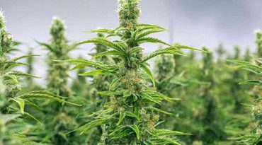 મહુવાના છાપરી ગામે કપાસના વાવેતર વચ્ચે ઉગાડેલા ગાંજાના 50 છોડ મળી આવ્યા