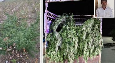 અમરેલી: કપાસની આડમાં ગાંજાનું વાવેતર ઝડપાયું, 155 કિ.લો. લીલા છોડ સાથે એકની ધરપકડ