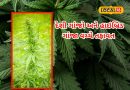 શું છે હાઇબ્રિડ ગાંજો? કેવી રીતે કુદરતી ગાંજા કરતા અલગ પડે, આવો જાણીએ