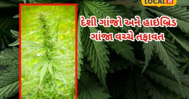 શું છે હાઇબ્રિડ ગાંજો? કેવી રીતે કુદરતી ગાંજા કરતા અલગ પડે, આવો જાણીએ