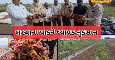 ખેડૂતોએ ભારે હૈયે કહ્યું, સંતાન સમાન ઉછેરેલો મરચીના પાકનો વરસાદે નાશ કર્યો