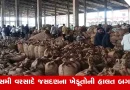Rajkot News: આખી રાત લાઈનમાં ઉભેલા ખેડૂતોને મગફળી પરત લઈ જવી પડી, 300 રૂપિયામાં APMCનો કોઈ વેપારી લેવા તૈયાર નથી