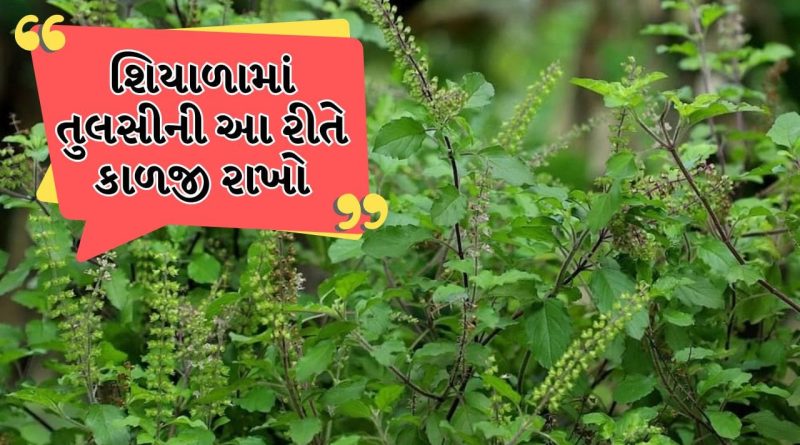 શિયાળામાં તુલસીની યોગ્ય કાળજી કેવી રીતે રાખવી, તેને ફ્રેશ રાખવાની રીત જાણો