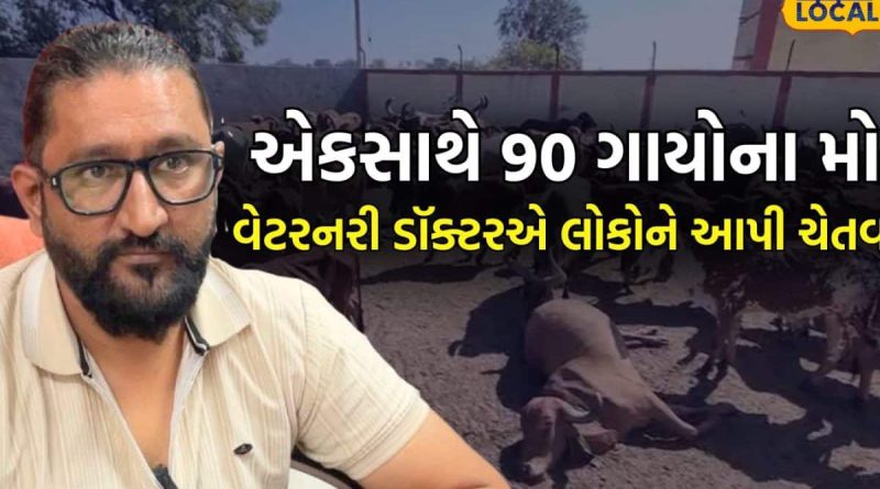 રાજકોટ: ગૌશાળામાં એકસાથે 90 ગાયોના મોત, વેટરનરી ડૉક્ટરે આપી ચેતવણી; જાણો શું કહ્યું