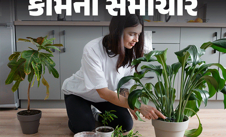 પ્રદૂષિત હવામાં જીવન જીવાડતાં 15 છોડ!:ચોખ્ખી હવા માટે મોંઘા ઉપાયો છોડો, નેચરલ એર પ્યુરીફાયર લગાવો; જાણો ઇન્ડોર પ્લાન્ટ્સના 10 હેલ્થ બેનિફિટ્સ પ્રદૂષિત હવામાં જીવન જીવાડતાં 15 છોડ!:ચોખ્ખી હવા માટે મોંઘા ઉપાયો છોડો, નેચરલ એર પ્યુરીફાયર લગાવો; જાણો ઇન્ડોર પ્લાન્ટ્સના 10 હેલ્થ બેનિફિટ્સ