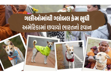 ગલીઓમાંથી ગ્લોબલ ફેમ સુધી: ભારતનો શ્વાન ‘આલોક’ અમેરિકામાં ફેલાવી રહ્યો છે શાંતિનો સંદેશો