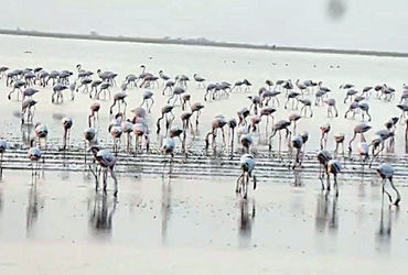 દસાડા-ધ્રાંગધ્રાંને અડીને આવેલા નાના રણમાં વિદેશી પક્ષીઓનું આગમન