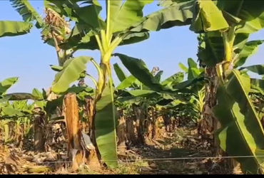 15થી 17 ફૂટ ઊંચા કેળનાં વૃક્ષ : 55 કિલો સુધીની કેળાંની લૂમ 15થી 17 ફૂટ ઊંચા કેળનાં વૃક્ષ : 55 કિલો સુધીની કેળાંની લૂમ