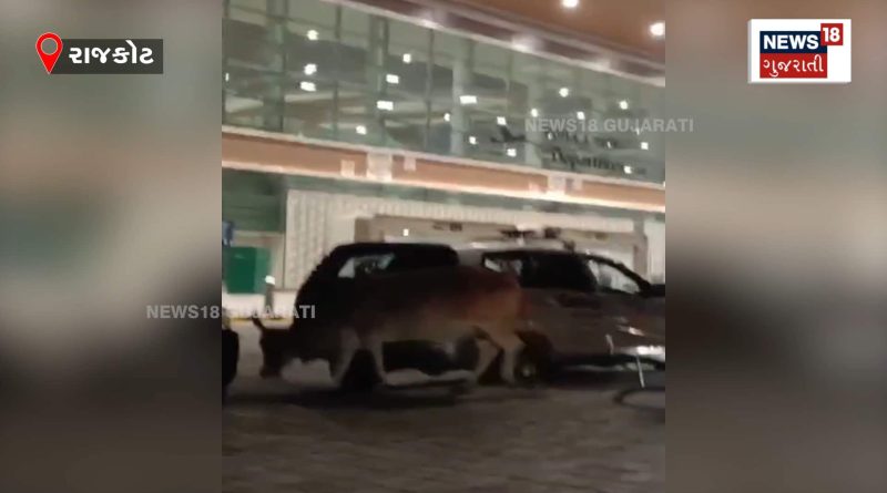 હીરાસર ઇન્ટરનેશન એરપોર્ટમાં 2 ગાય ઘૂસી