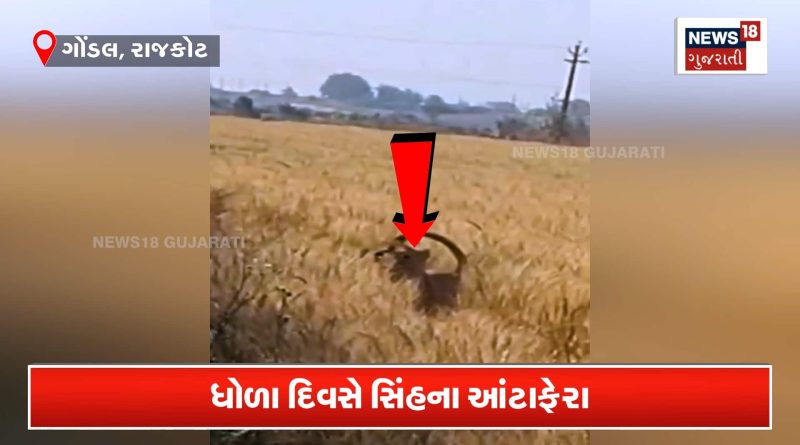 વાડીમાં મસ્તી કરતો જોવા મળ્યો સાવજ