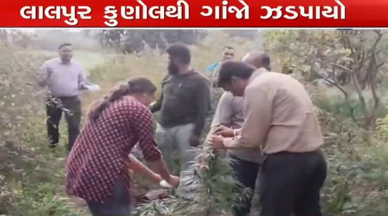 અરવલ્લીમાં સરકારી જમીનમાં તુવેર અને ઘઉંની વચ્ચે વાવેતર કરાયેલા ગાંજાના 83 છોડ પકડાયા