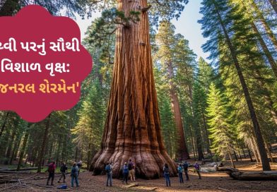 પૃથ્વી પરનું સૌથી વિશાળકાય જીવંત વૃક્ષ, જાણો 2200 વર્ષ જૂના ‘જનરલ શેરમેન’ વૃક્ષનું રહસ્ય