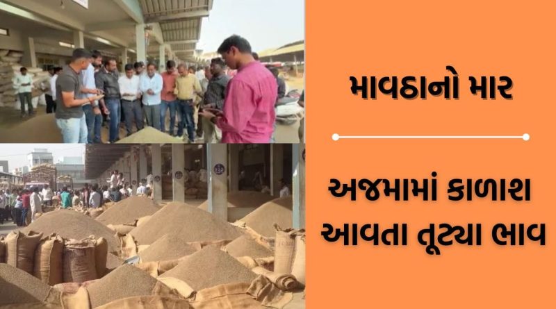 માવઠાએ ભારે કરી, ઊંઝા માર્કેટ યાર્ડમાં અજમાની મબલખ આવક પરંતુ પૂરતા ભાવ ન મળતા ખેડૂતો પરેશાન- Video