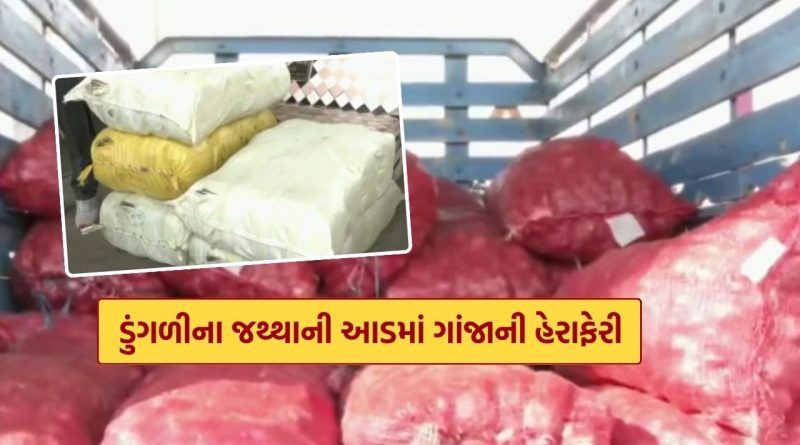 ડુંગળીને બનાવી ઢાલ, અમદાવાદ નારોલ પોલીસે 400 કિલોથી વધુ ગાંજો કબ્જે કર્યો, જુઓ Video