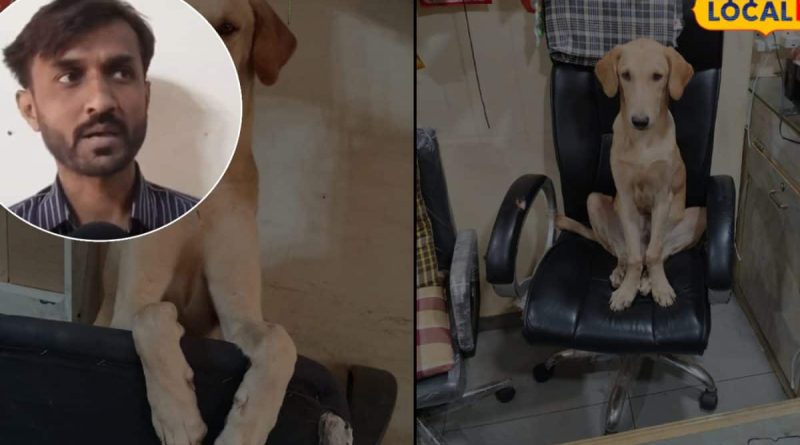 રાજકોટના મોબાઈલ વેપારી નિલેશભાઈ: શ્વાનોના સાચા મિત્ર અને માનવતાનું જીવંત ઉદાહરણ