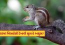 Squirrel In House Meaning: શુભ કે અશુભ ? ઘરમાં ખિસકોલી દેખાવાનો અર્થ શું છે, જાણો..