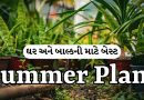 Plant In Pot :  ઘર અને બાલ્કની માટે બેસ્ટ Summer Plant, ઉનાળાની લૂમાં પણ નહીં સુકાય, ઘર માટે બનશે નેચરલ કૂલર