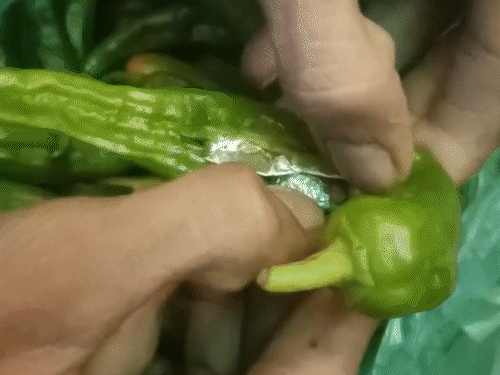 લીલા મરચાંમાં MD ડ્રગ્સ અને સ્મેકની હેરાફેરી:જોધપુરથી હૈદરાબાદ જતી પ્રાઈવેટ બસમાં પાર્સલ મોકલ્યું, સિલ્વર ફોઈલમાં પડીકી બનાવીને પેક કરી