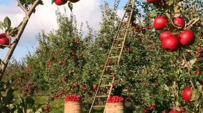 રેલવેનો મોટો નિર્ણય:જમ્મુ-કાશ્મીરમાં 3 રેલ પ્રોજેક્ટ રોક્યા, સફરજનના 7 લાખ વૃક્ષો બચાવવાનો પ્રયાસ; સ્થાનિક લોકોએ વાંધો ઉઠાવ્યો હતો