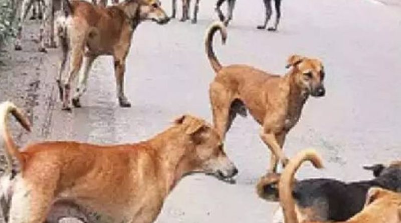 ‘કૂતરા-મુક્ત ગામ’ના નામે હત્યા:તેલંગાણામાં 1600 કૂતરાઓને મોતને ઘાટ ઉતાર્યા, આંધ્રમાંથી ડોગકેચર્સ બોલાવીને ઝેરી ઇન્જેક્શન આપ્યા