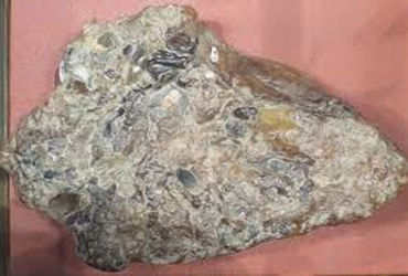 રાજકોટમાં રૂ. 97 લાખની વ્હેલ માછલીની ઉલટી સાથે બે ઝડપાયા