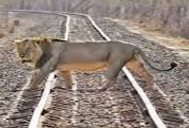 સિંહોનાં મોત રોકવા વન તંત્ર હવે છે’ક લાયન લેન્ડસ્કેપમાં હોટસ્પોટ નક્કી કરશે