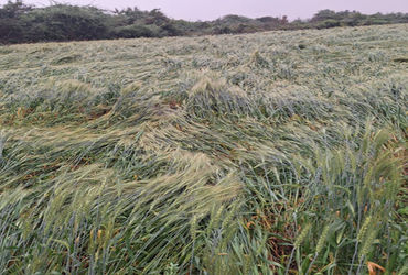 કોડીનાર, સુત્રાપાડા પંથકમાં વાદળછાયા વાતાવરણ વચ્ચે કમોસમી વરસાદ