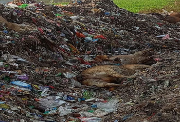 જૂનાગઢમાં મનપાનાં શાસકો ગૌવંશના મોતનો મલાજો પણ નથી જાળવી શકતા