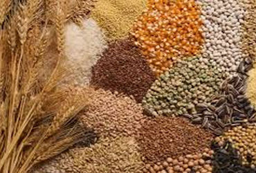 ઘંઉના ભાવ ગત વર્ષથી 100-150 ઘટયા,જુવારના ભાવ એટલા જ વધ્યા