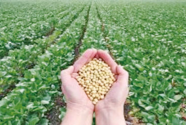 ભારત-અમેરિકા વેપાર કરારને કારણે સોયાબીનના ભાવ MSPથી નીચે