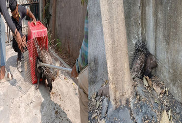 વડોદરામાં ભૂલી પડતી શાહુડી, મુજમહુડામાંથી વધુ એક શાહુડીનું રેસ્ક્યુ, લોકોમાં ગભરાટ ફેલાયો