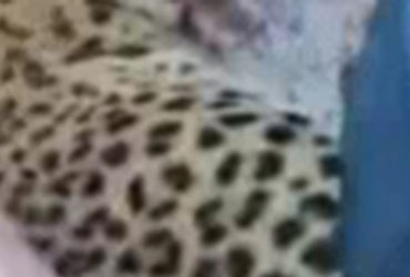 ભારતમાલા હાઇવે પર સુરતથી રાજકોટ જતી કારની અડપેટે નર દીપડાનું મોત