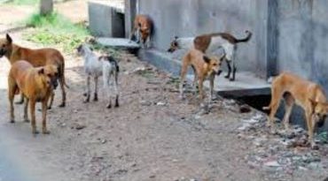 દેવભૂમિ દ્વારકા: સલાયામાં રખડતા શ્વાનનો હાહાકાર, એક જ દિવસમાં 8 લોકો બચકા ભર્યા