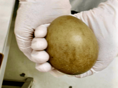 જેસલમેરમાં AI ટેકનિકથી પક્ષીનાં બચ્ચાંનો જન્મ:’આર્ટિફિશિયલ ઇન્સેમિનેશન’થી આ વર્ષે 4 નવા બચ્ચાં મળ્યાં; દુર્લભ એવા ગોડાવણ પક્ષીની સંખ્યા 72 થઈ