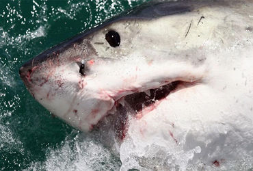 સમુદ્રમાં પ્રદૂષણ વધ્યું : શાર્કના શરીરમાં કોકેઈનના અંશ મળી આવ્યા