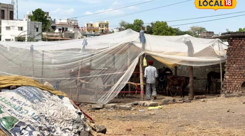 મચ્છરોના આતંકથી પશુપાલકો પાયમાલ, 6 લિટર દૂધ આપતા પશુ હવે આપે છે માત્ર 1 લિટર દૂધ