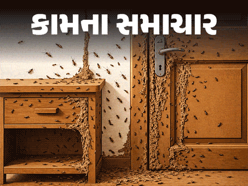 ઘરમાં ઊધઈનો ત્રાસ વધ્યો છે?:12 કારણો જવાબદાર, ઘરને ટર્માઈટથી બચાવવા 18 સાવચેતી રાખો; આ 10 ભૂલો ન કરતા