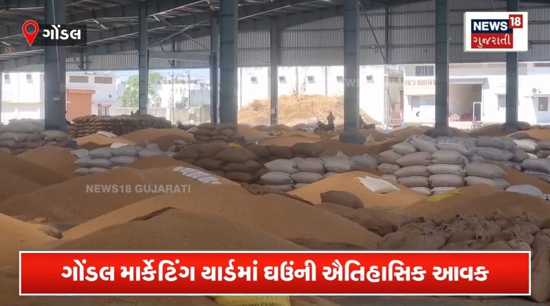 ઘઉંની આવકથી ગોંડલ માર્કેટ યાર્ડમાં ખડકાયા ડુંગર