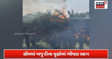 કાળઝાળ ગરમી વચ્ચે પાટીયાળી ગામની સીમમાં ખજૂરીના વૃક્ષોમાં ભીષણ આગ