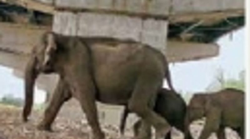 અનોખો ગ્રીન કોરિડોર; 14 એપ્રિલે વડાપ્રધાન કરશે ઉદ્ઘાટન:210 કિમી લાંબો દિલ્હી-દેહરાદૂન એક્સપ્રેસવે, 100 ની ઝડપે દોડશે વાહનો, પ્રાણીઓ સુરક્ષિત રહેશે