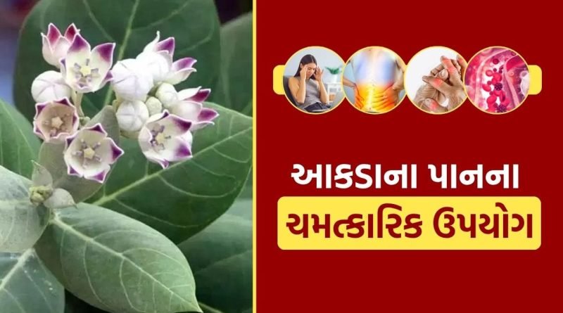 Aakada leaves Benefits : આકડાના પાન તમારી આટલી સમસ્યાઓ કરે છે દૂર, તમે નહીં જાણતા હોવ..