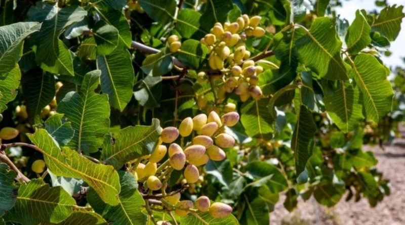 Dryfruit Tree: બદામથી લઈને પિસ્તા સુધી, ઝાડ પર કેવા દેખાય છે નટ્સ? જુઓ તસવીરો