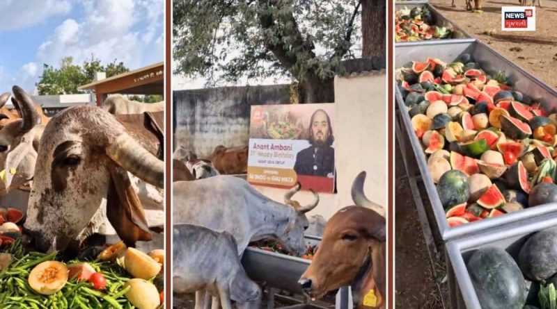 અનંત અંબાણીના 31મા જન્મદિને રાજકોટની વિવિધ ગૌશાળાઓમાં ગૌમાતાને ધરાવાયો છપ્પનભોગ